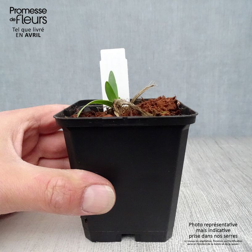 Agapanthus Blue Triumphator 8/9 cm pot sample as delivered in spring