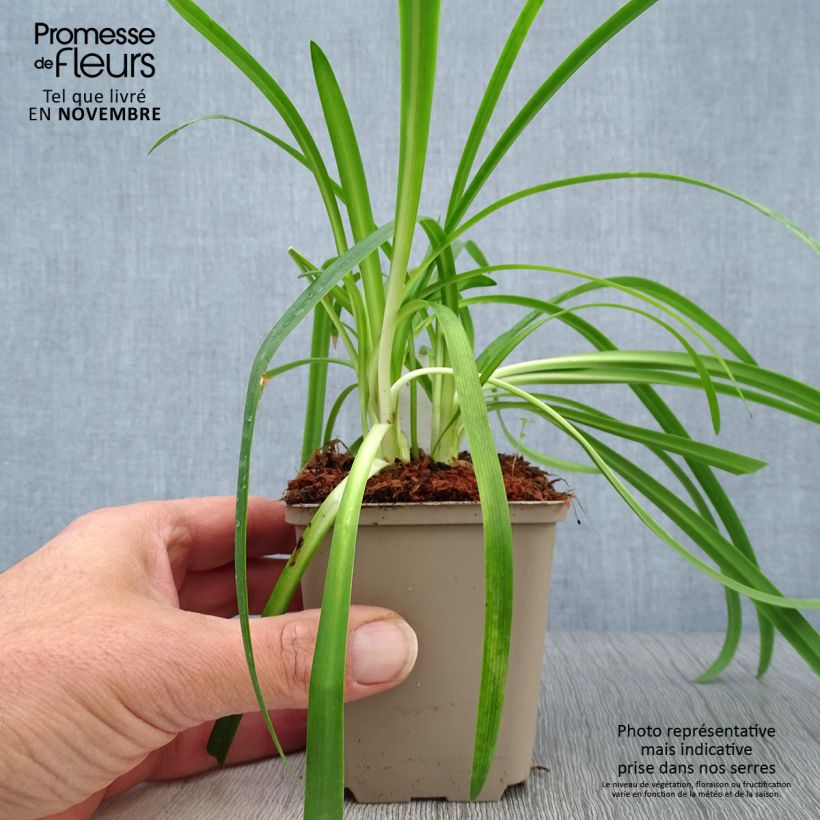 Agapanthus Brilliant Blue 8/9 cm pot sample as delivered in autumn