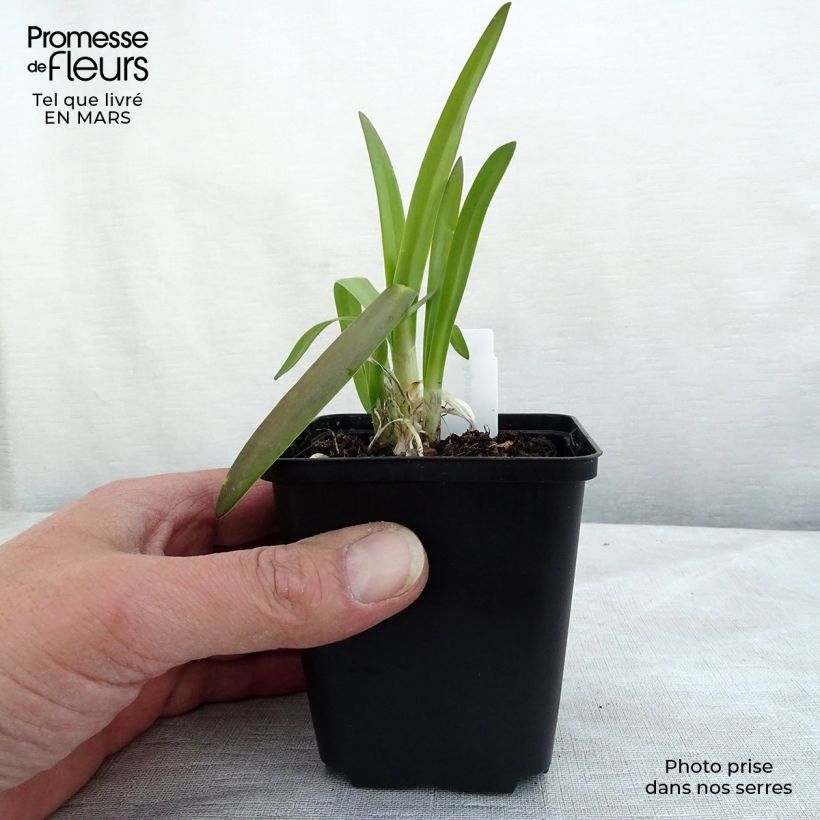 Agapanthus Brilliant Blue 8/9 cm pot sample as delivered in winter