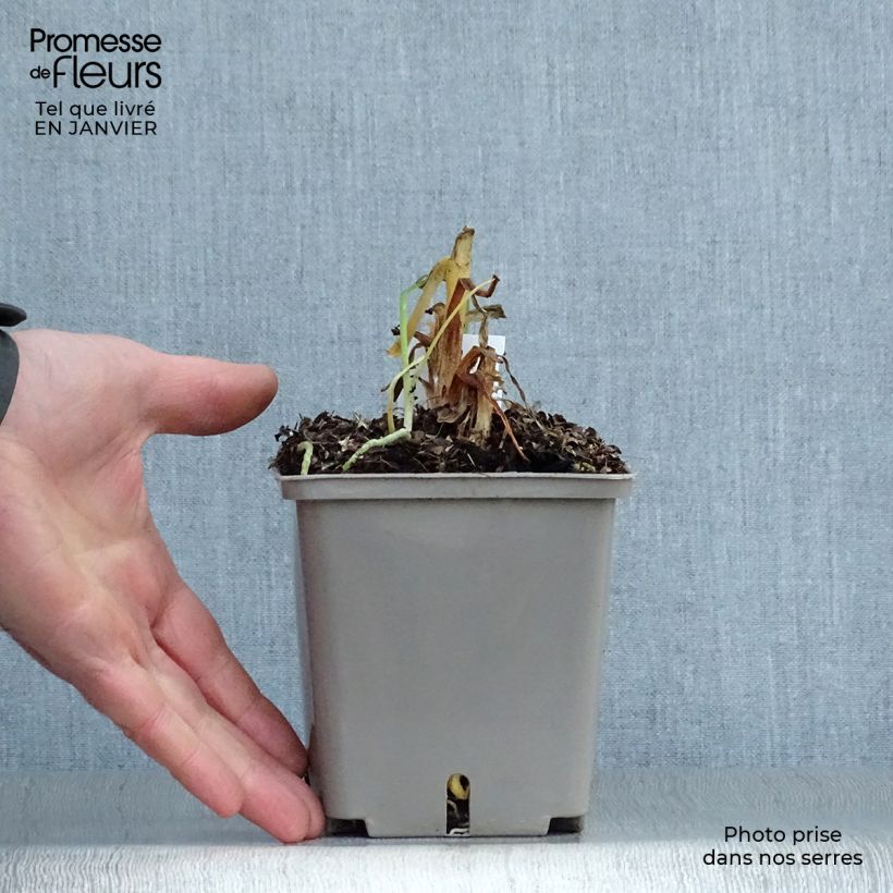 Agapanthus Celebration 1L/1.5L pot sample as delivered in winter