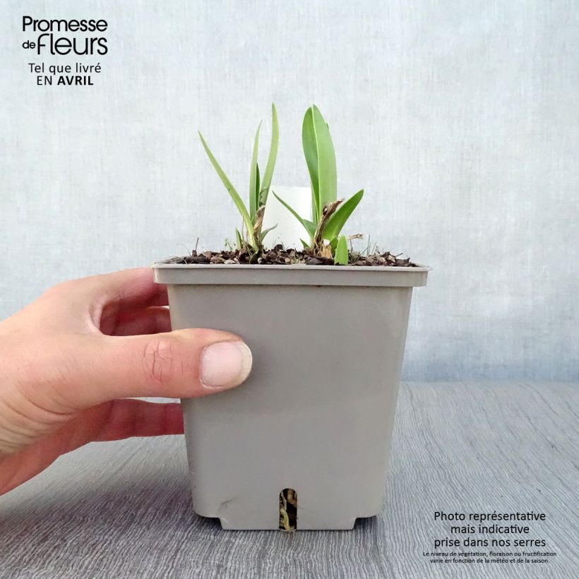 Agapanthus Celebration 1L/1.5L pot sample as delivered in spring