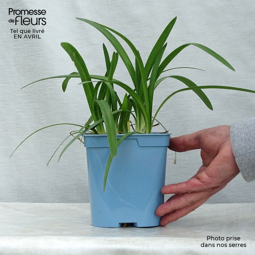 Agapanthus Charlotte 2L/3L pot sample as delivered in spring