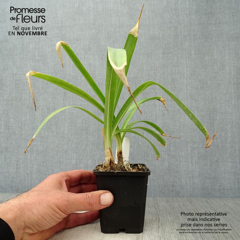 Agapanthus Dokter Brouwer 8/9 cm pot sample as delivered in autumn