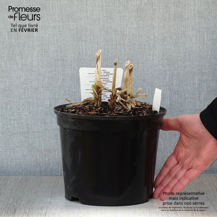 Agapanthus Dokter Brouwer 4L/5L pot sample as delivered in winter