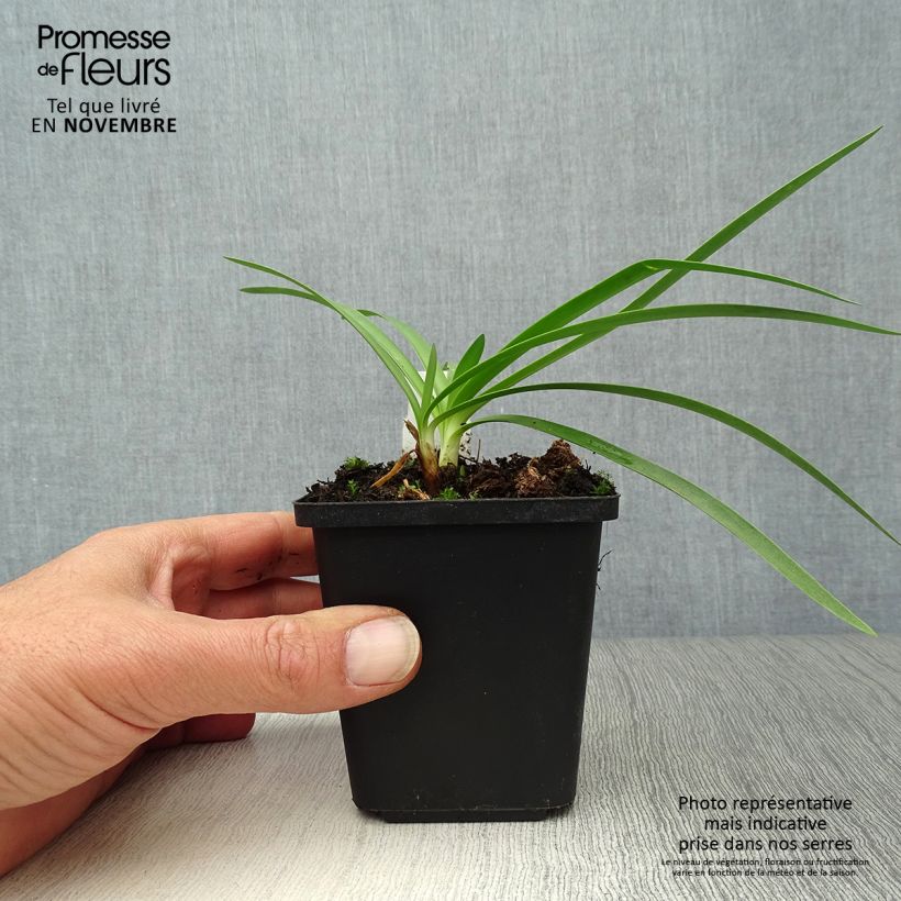 Double Diamond Agapanthus 8/9 cm pot sample as delivered in autumn
