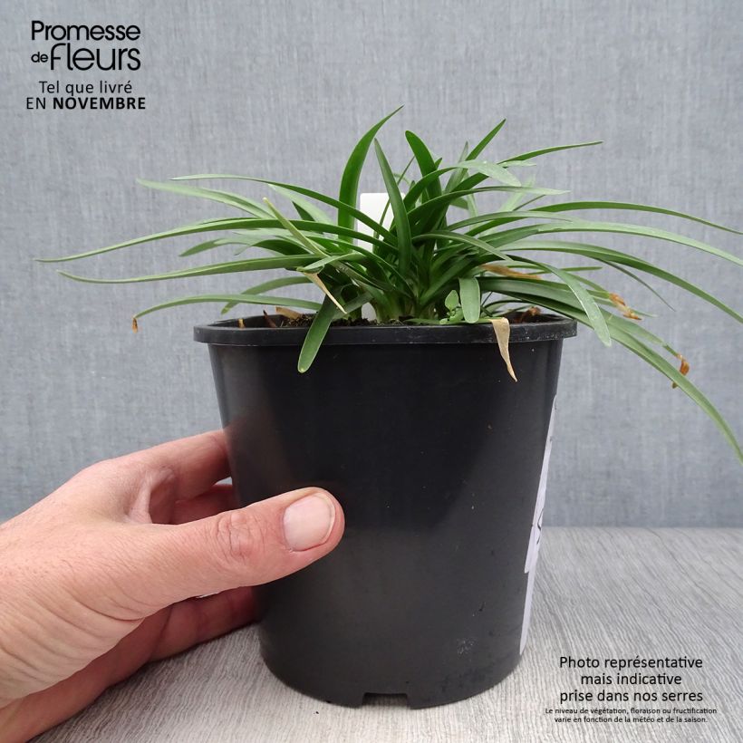 Double Diamond Agapanthus 2L/3L pot sample as delivered in autumn