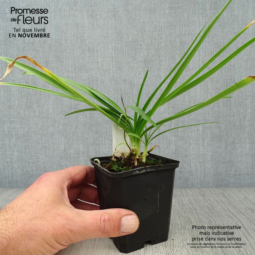Agapanthus Enigma 8/9 cm pot sample as delivered in autumn