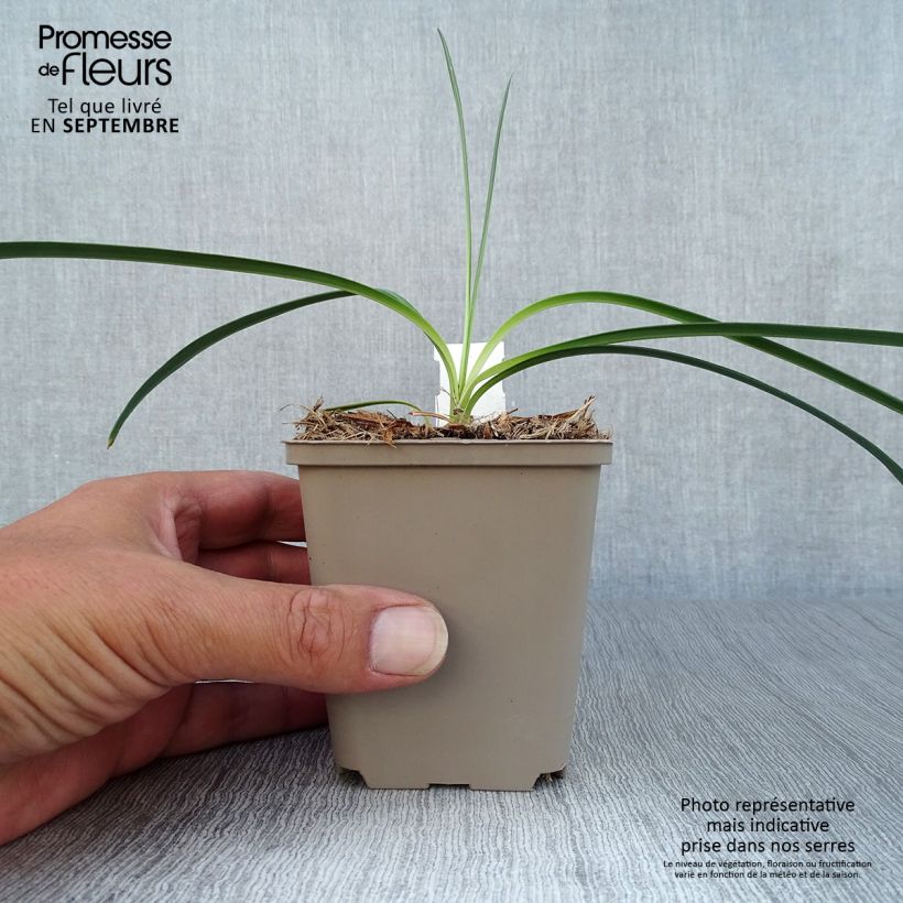 Agapanthus Flower of Love 8/9 cm pot sample as delivered in autumn