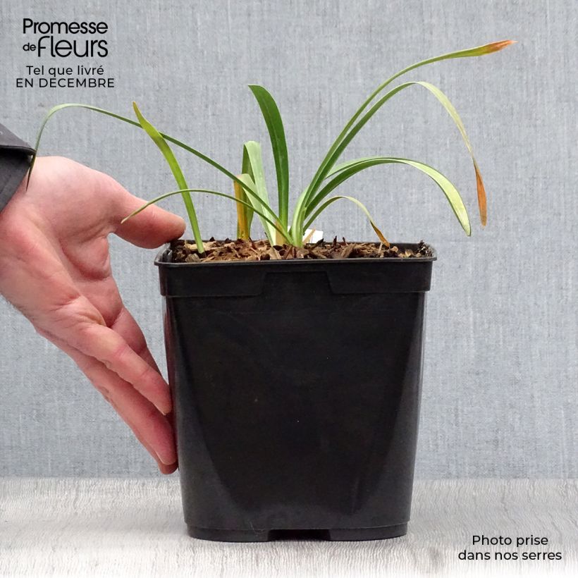 Agapanthus Flower of Love 3L/4L pot sample as delivered in winter