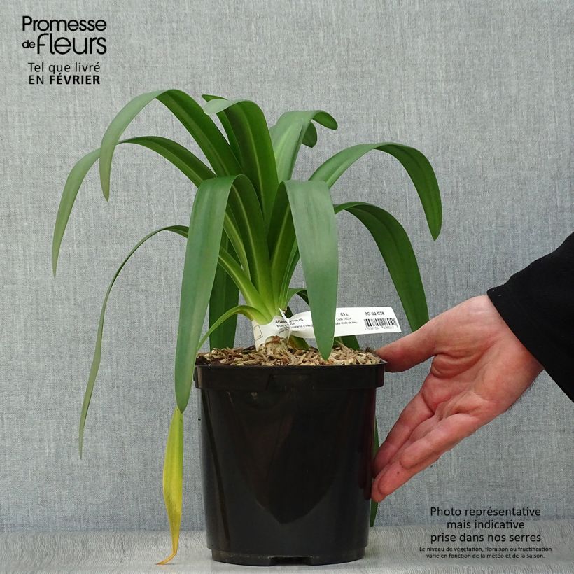 Agapanthus Full Moon 2L/3L pot sample as delivered in winter