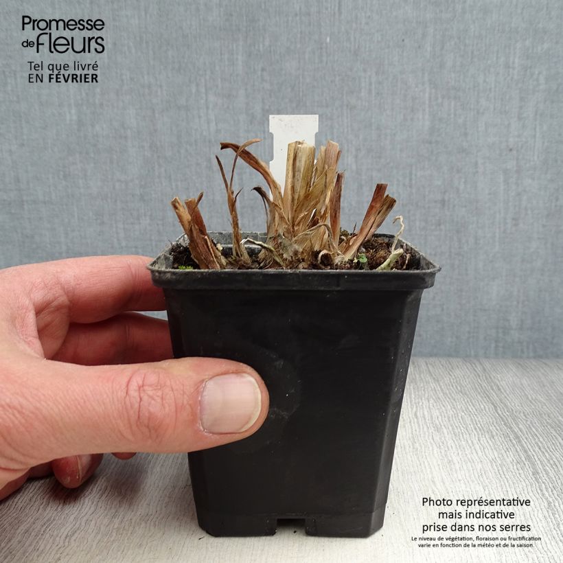 Agapanthus Glacier Stream 8/9 cm pot sample as delivered in winter