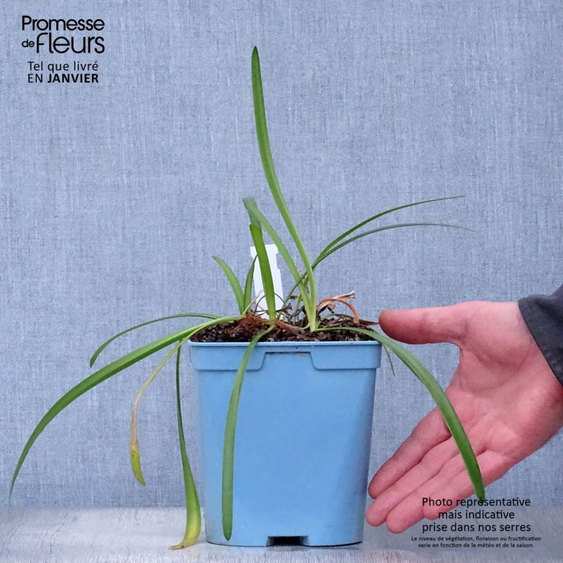 Agapanthus Glacier Stream 2L/3L pot sample as delivered in winter