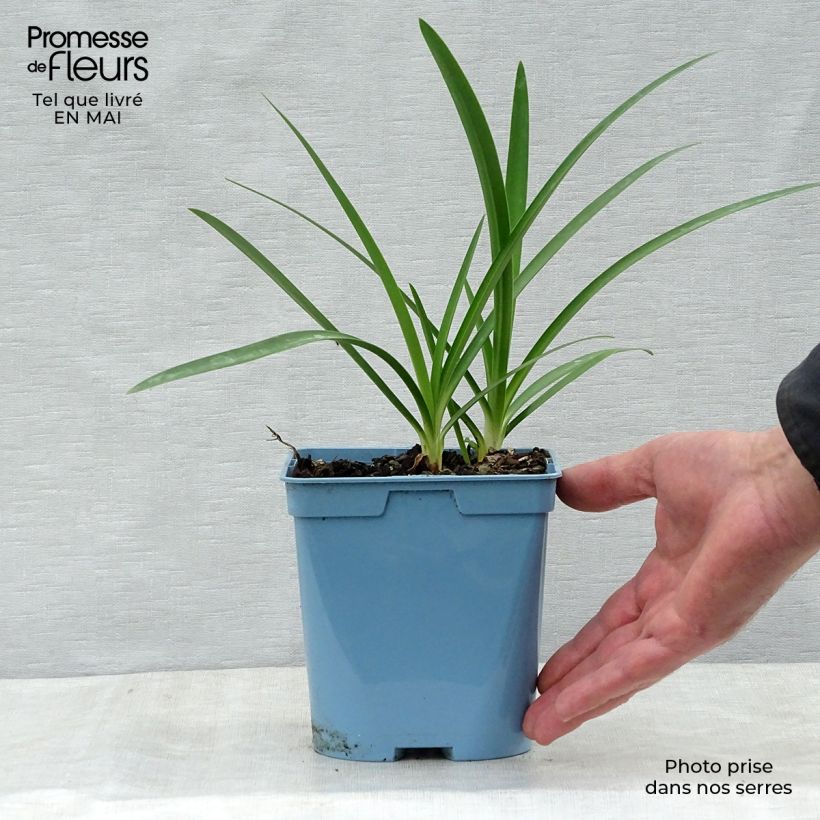 Agapanthus Graphite Blue 2L/3L pot sample as delivered in spring
