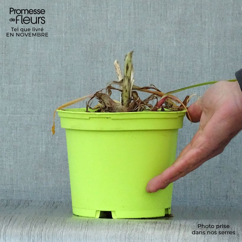 Agapanthus Graphite White 2L/3L pot sample as delivered in autumn