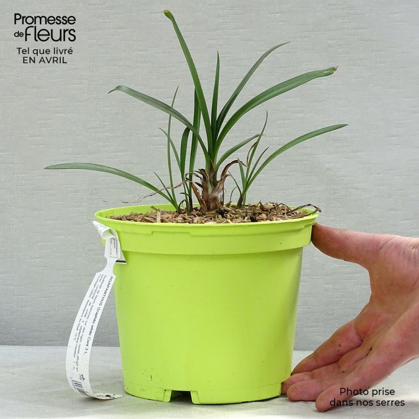 Agapanthus Graphite White 2L/3L pot sample as delivered in spring