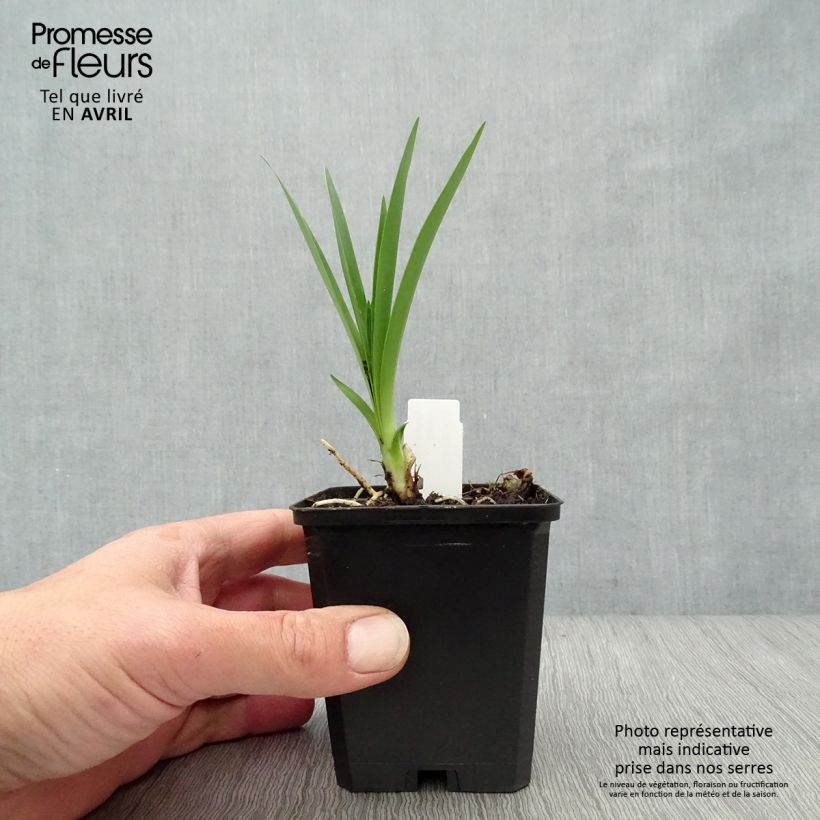 Agapanthus Headbourne Blue 8/9 cm pot sample as delivered in spring