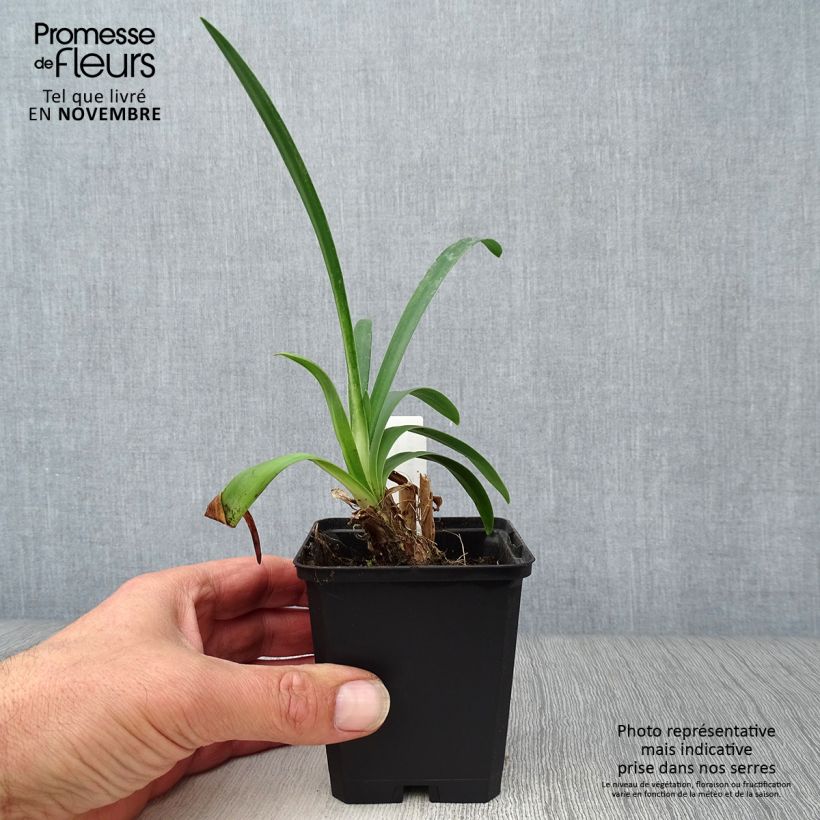 Agapanthus Headbourne Blue 8/9 cm pot sample as delivered in autumn