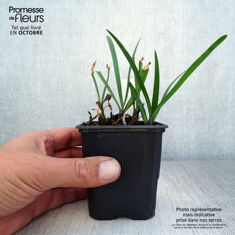 Agapanthus inapertus Intermedius 8/9 cm pot sample as delivered in autumn