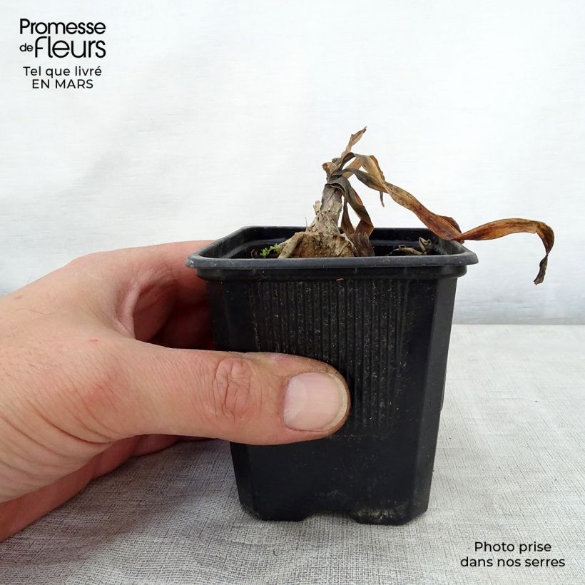 Agapanthus inapertus Intermedius 8/9 cm pot sample as delivered in spring