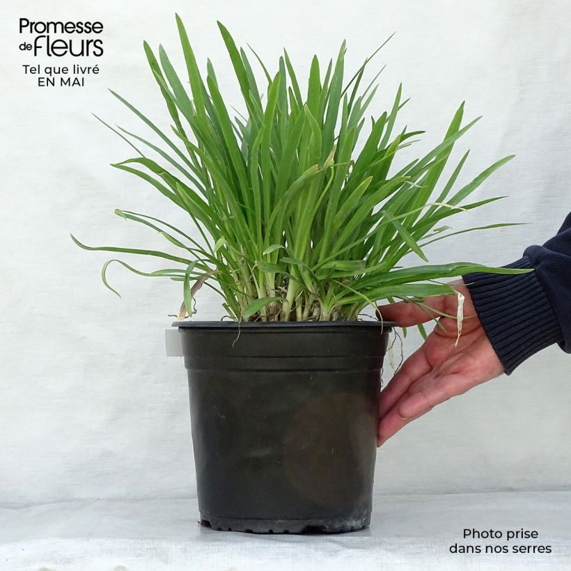 Agapanthus Lapis Lazuli 2L/3L pot sample as delivered in spring