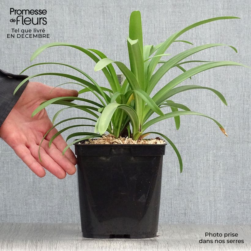 Agapanthus Megans Mauve 2L/3L pot sample as delivered in winter