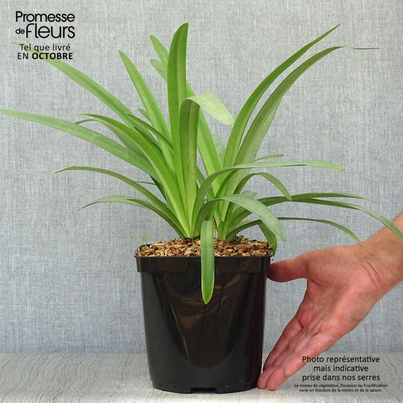 Agapanthus Megans Mauve 2L/3L pot sample as delivered in autumn