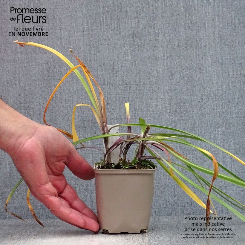 Agapanthus Navy Blue 8/9 cm pot sample as delivered in autumn