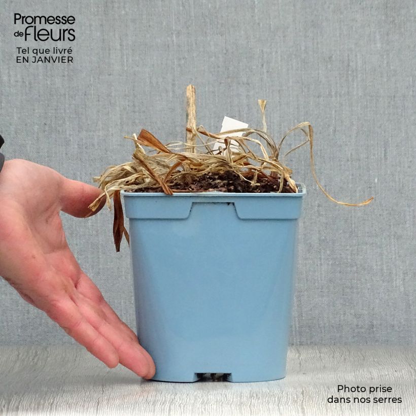 Agapanthus Navy Blue 2L/3L pot sample as delivered in winter