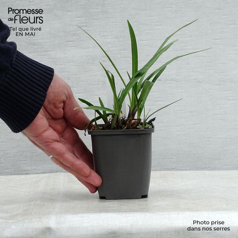 Agapanthus Navy Blue 8/9 cm pot sample as delivered in spring