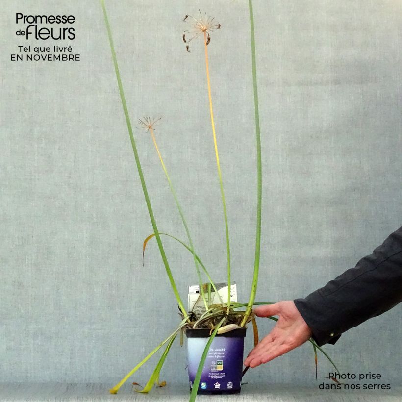 Agapanthus Northern Star 8/9 cm pot sample as delivered in autumn