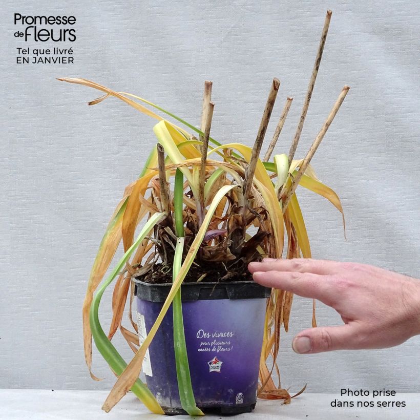 Agapanthus Northern Star 2L/3L pot sample as delivered in winter