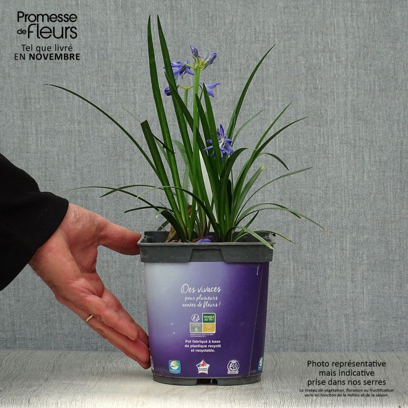Agapanthus Northern Star 2L/3L pot sample as delivered in autumn
