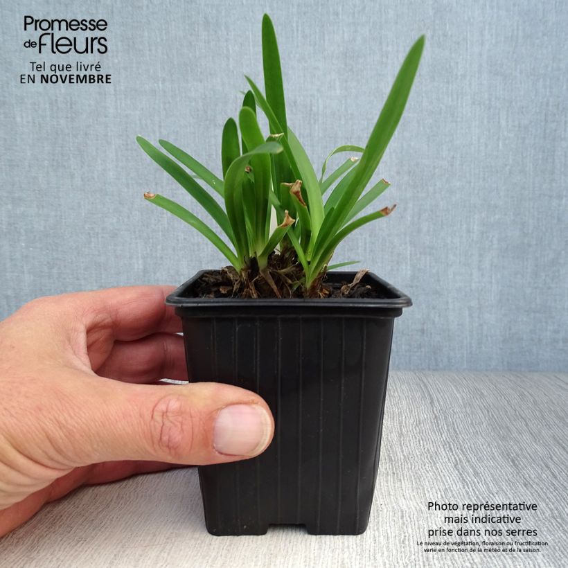 Agapanthus Peter Pan 8/9 cm pot sample as delivered in autumn