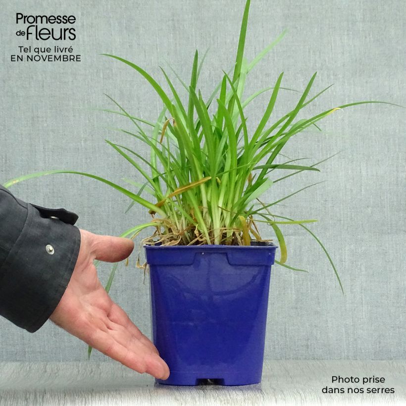 Agapanthus Pitchoune Blue 2L/3L pot sample as delivered in autumn