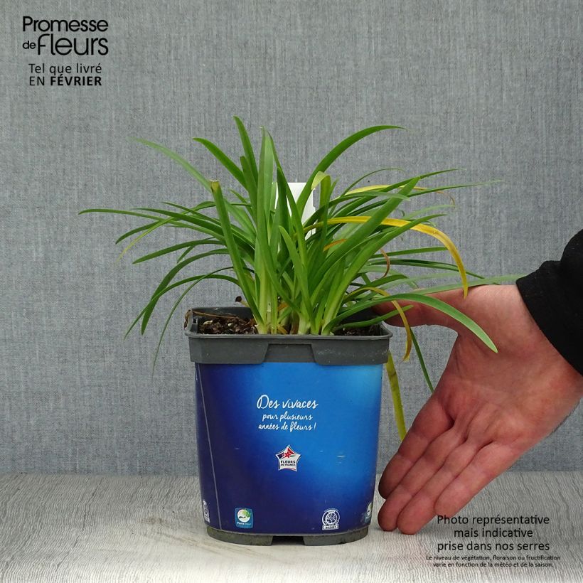 Agapanthus Pitchoune Blue 2L/3L pot sample as delivered in winter