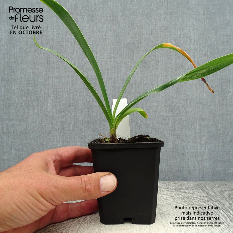 Agapanthus  africanus Polar Ice 8/9 cm pot sample as delivered in autumn