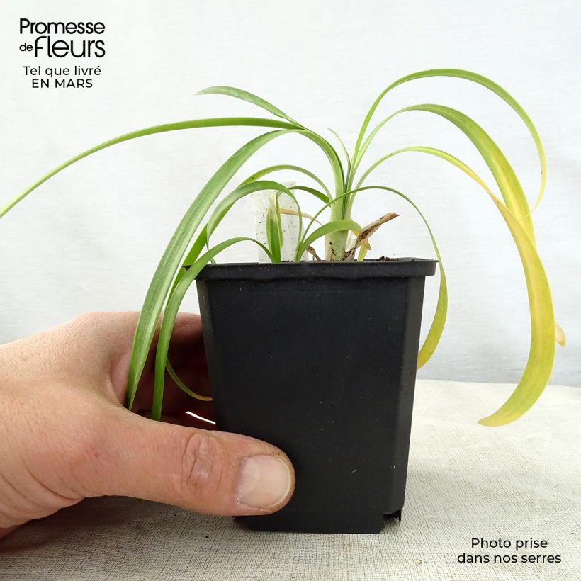 Agapanthus  africanus Polar Ice 8/9 cm pot sample as delivered in spring