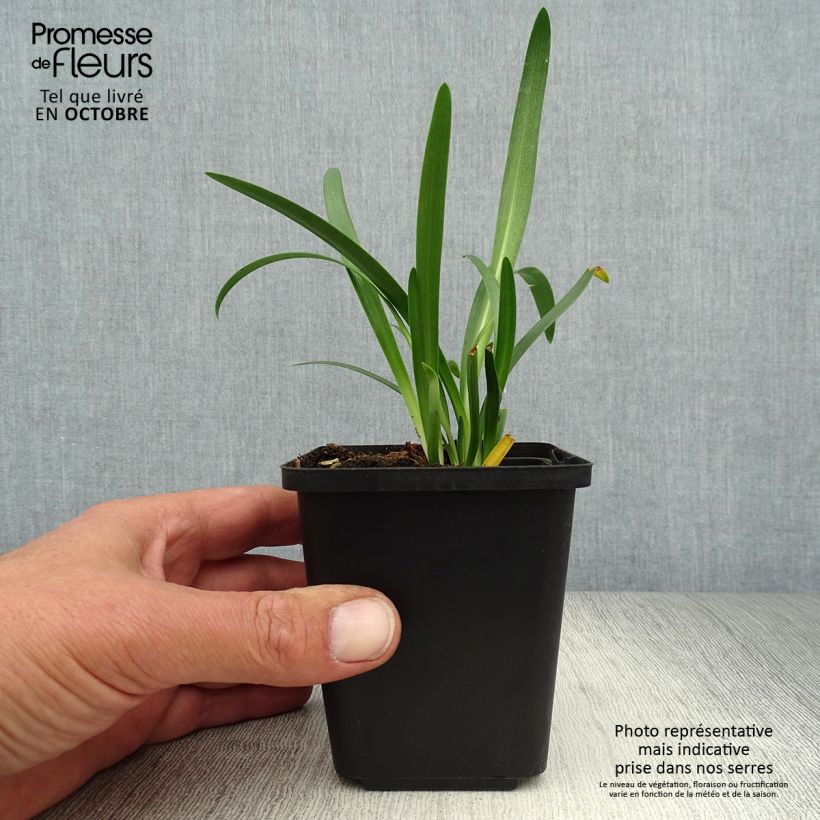 Agapanthus Pretty Sandy 8/9 cm pot sample as delivered in autumn