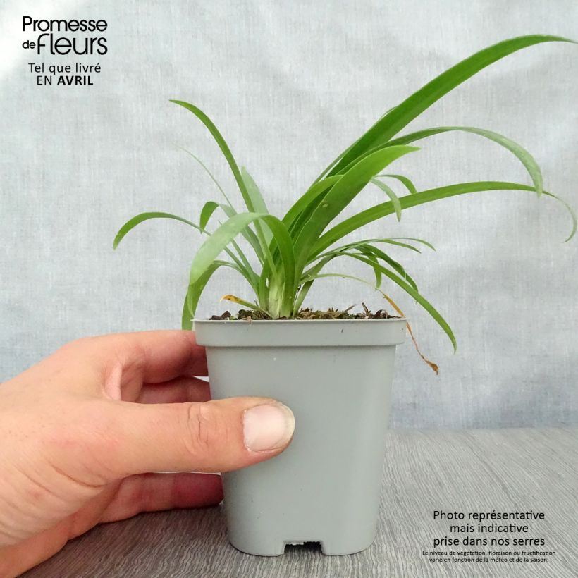 Agapanthus Pretty Sandy 8/9 cm pot sample as delivered in spring