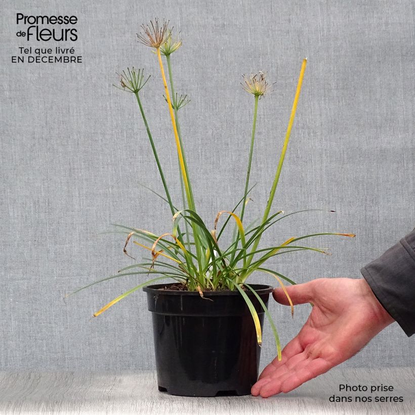 Example of Agapanthus Pretty Sandy 2L/3L pot as you get in hiver