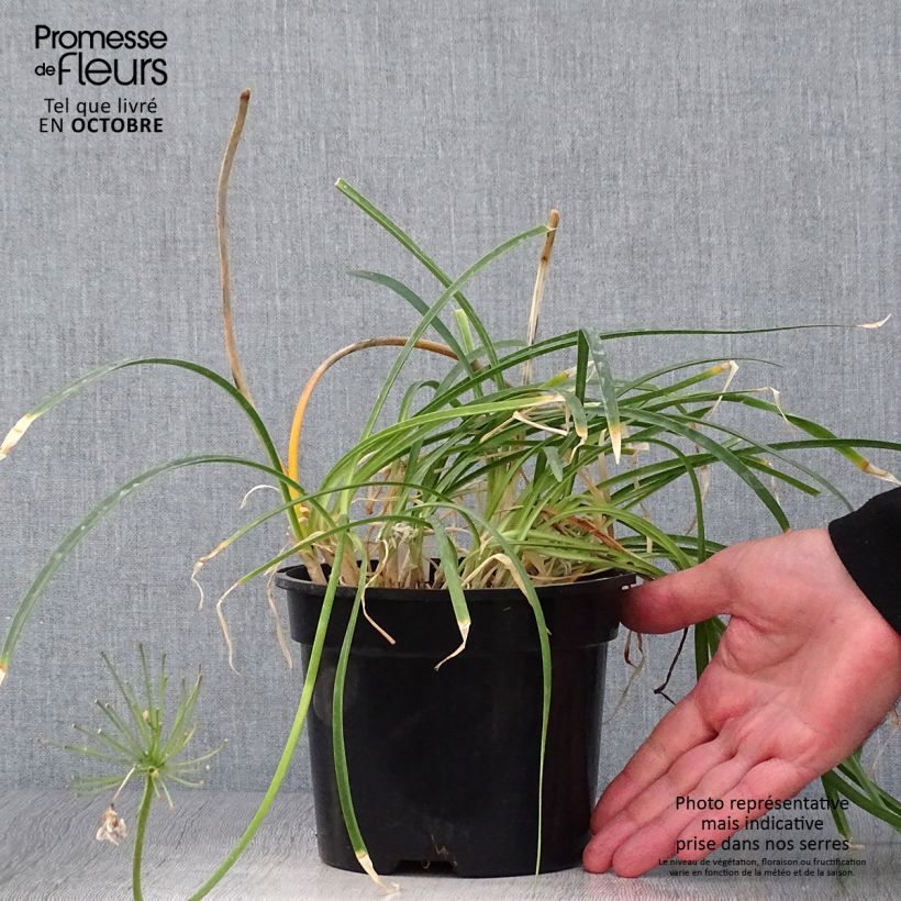 Agapanthus Pretty Sandy 2L/3L pot sample as delivered in autumn