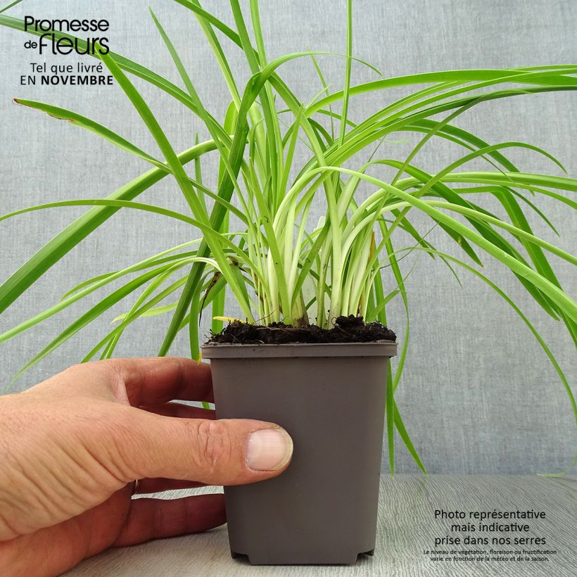 Agapanthus Purple Cloud 8/9 cm pot sample as delivered in autumn