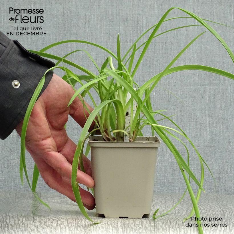 Agapanthus Purple Cloud 8/9 cm pot sample as delivered in winter