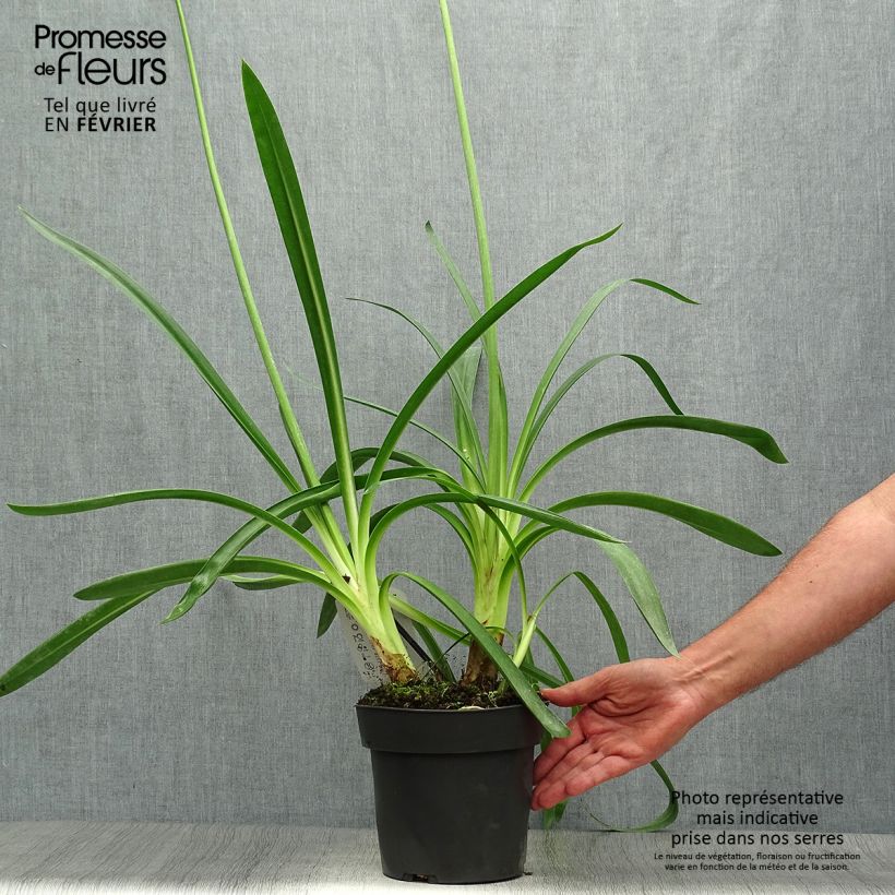 Agapanthus Purple Heart 2L/3L pot sample as delivered in autumn