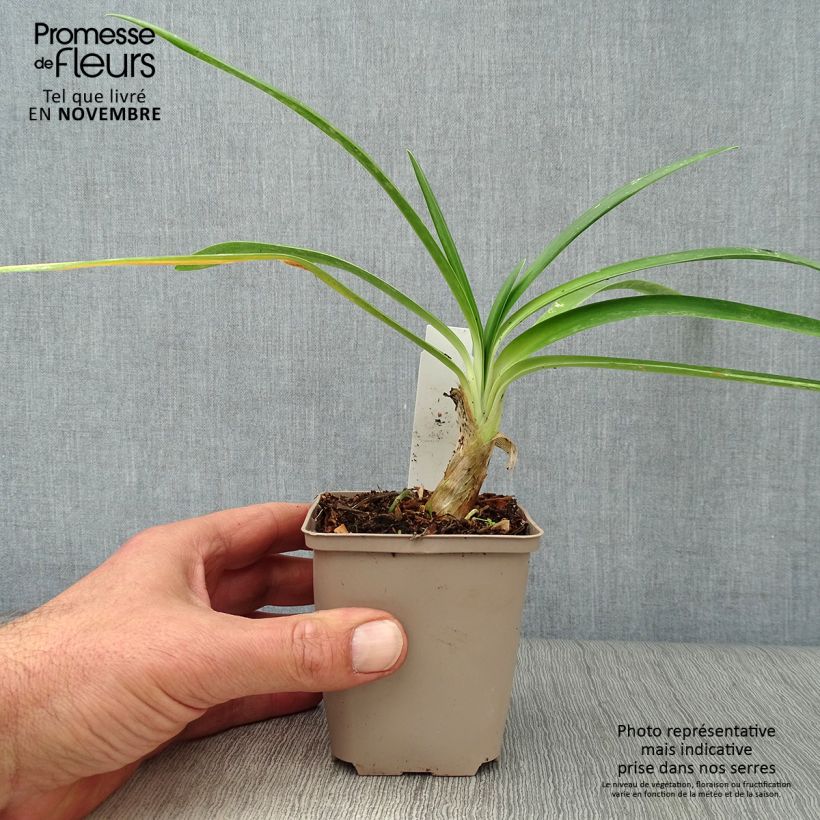 Agapanthus Queen Mum 8/9 cm pot sample as delivered in autumn