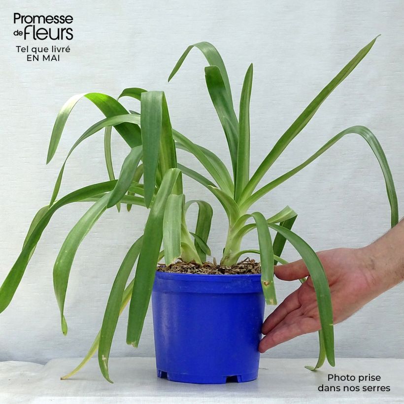 Agapanthus Queen Mum 2L/3L pot sample as delivered in spring