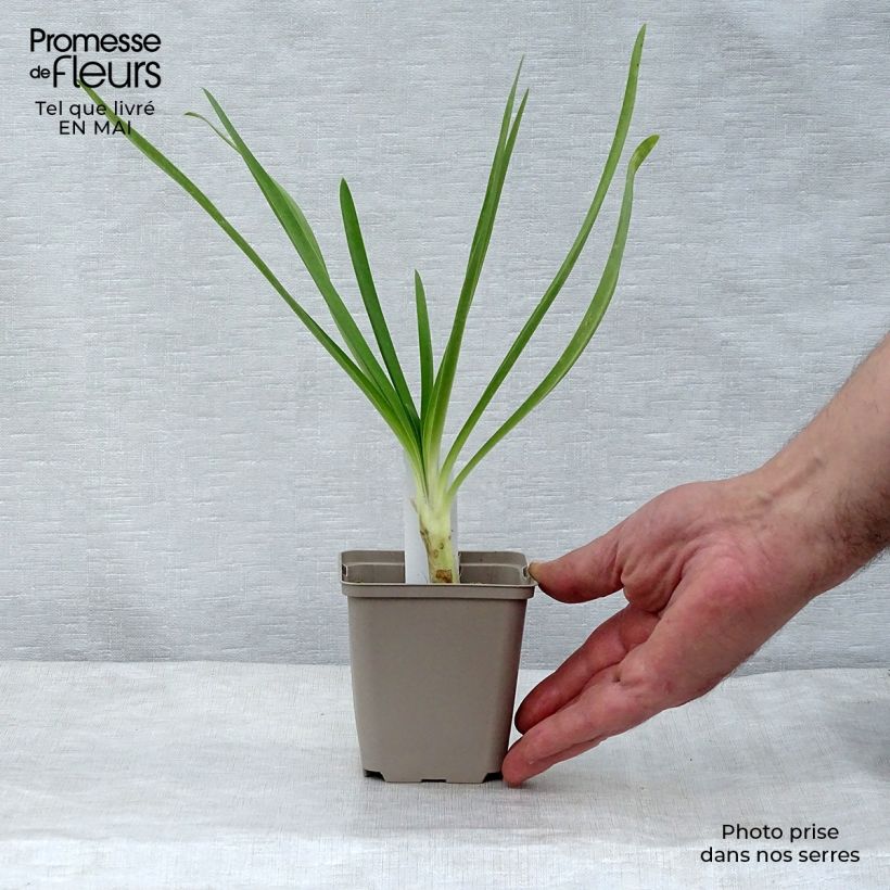 Agapanthus Queen Mum 8/9 cm pot sample as delivered in spring