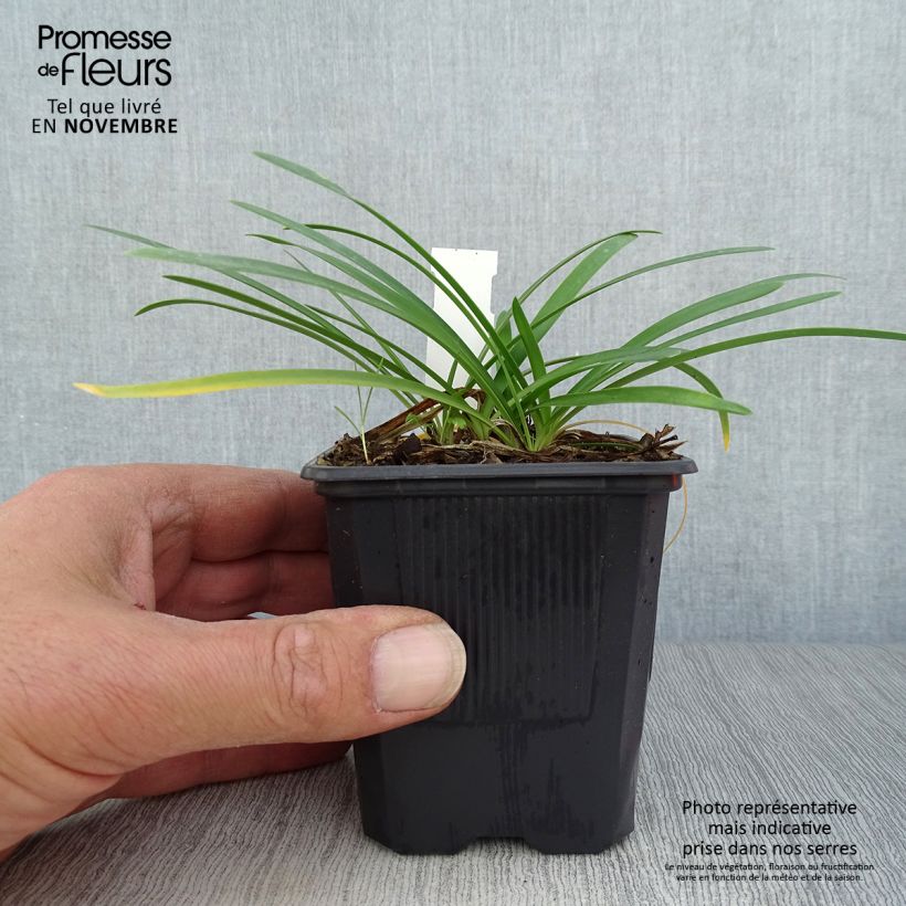 Agapanthus campanulatus Rosewarne 8/9 cm pot sample as delivered in autumn