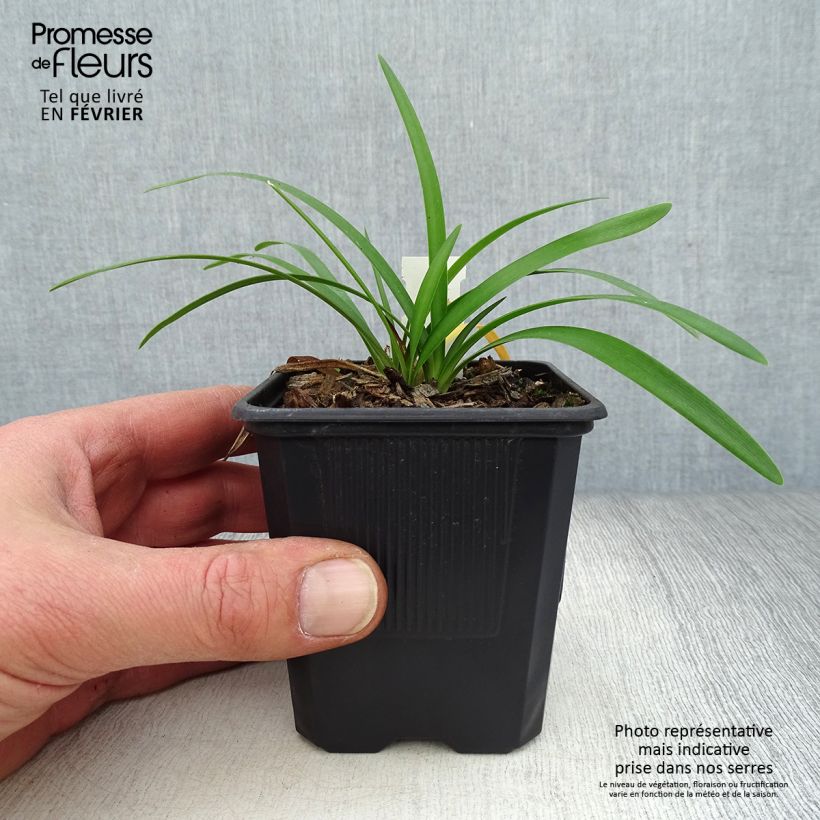 Agapanthus campanulatus Rosewarne 8/9 cm pot sample as delivered in winter