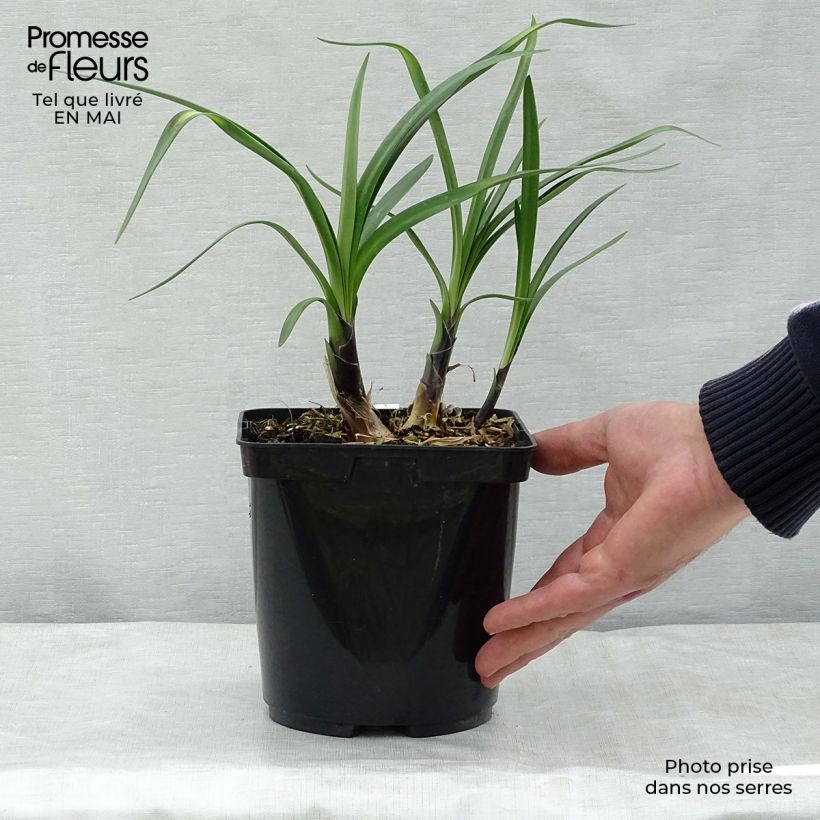 Agapanthus Royal Velvet 2L/3L pot sample as delivered in spring